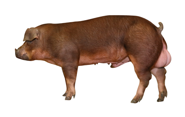 Pig Improvement Company Introduce el PIC 800