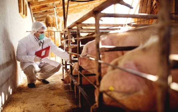 MINAGRI sigue desplegando estrategias sanitarias para proteger porcicultura en Cusco