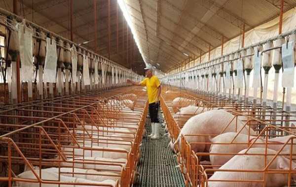 Asoporci: Nuestra industria mantiene un crecimiento sostenido y se prepara para la exportación