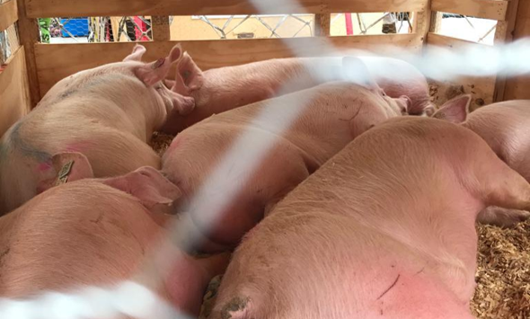 IMPORTACIÓN PIC PERÚ 2021