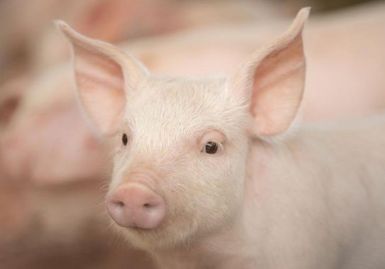 El camino hacia un cerdo resistente al PRRS: una mirada a lo que sigue