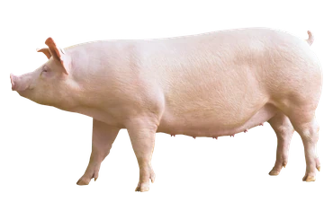 Cerda Camborough® de perfil