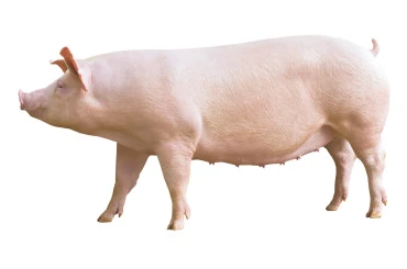 Cerda Camborough® de perfil