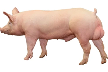 Verraco PIC® 337 de perfil